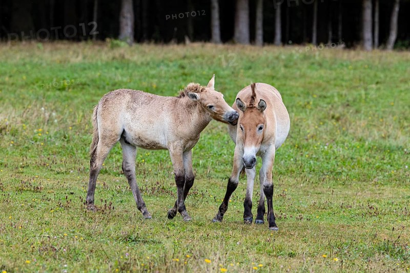Przewalski's horse (Equus przewalski) capive Germany