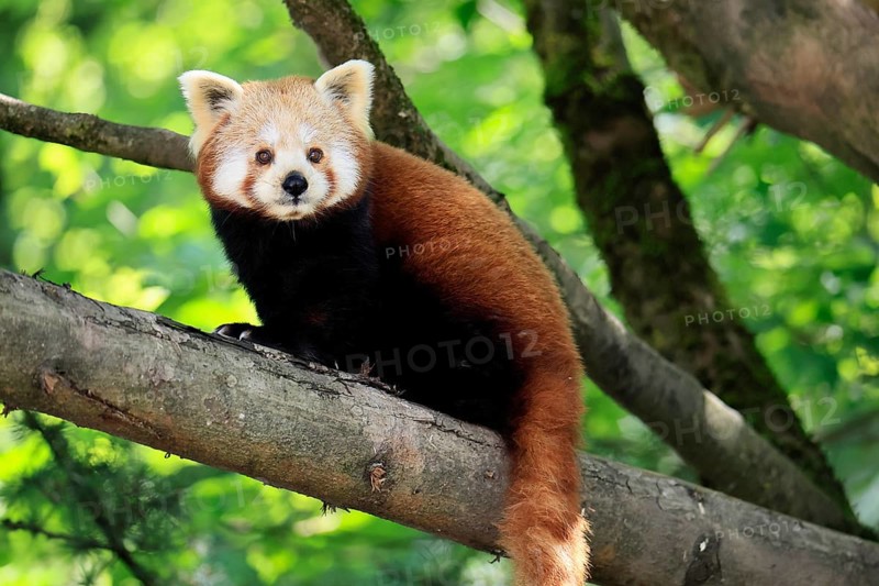 Western Red panda (Ailurus fulgens), adult, on tree, Himalayas, Central Asia