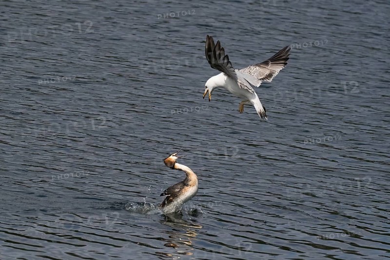 Mediterranean gull (Larus michahellis) attacking a great crested grebe (Podiceps cristatus), Hesse, Germany, Europe
