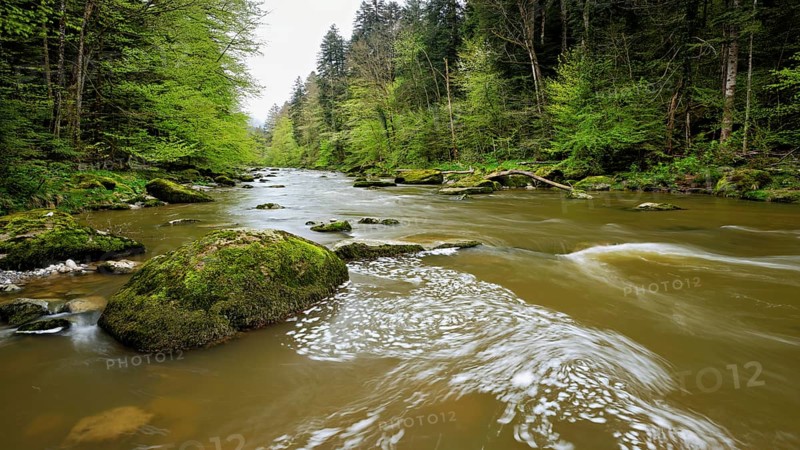European beech trees shedding leaves, in the foreground moss-covered stones on the river Sihl, Sihlsprung, Menzingen, Canton Zug, Switzerland, Europe