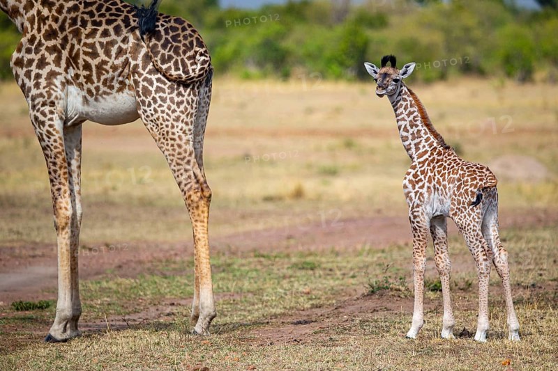 Masai giraffe (Giraffa c. tippelskirchi) Masai Mara Kenya