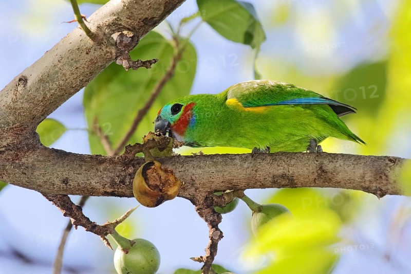 Double-eyed Fig Parrot (Cyclopsitta diophthalma macleayana) male perched on a branch, eating on fig, Queensland, Australia, Oceania