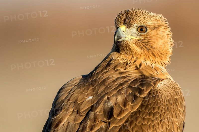 Bonelli's Eagle (Aquila fasciata) juvenile, Castile-La Mancha, Spain, Europe