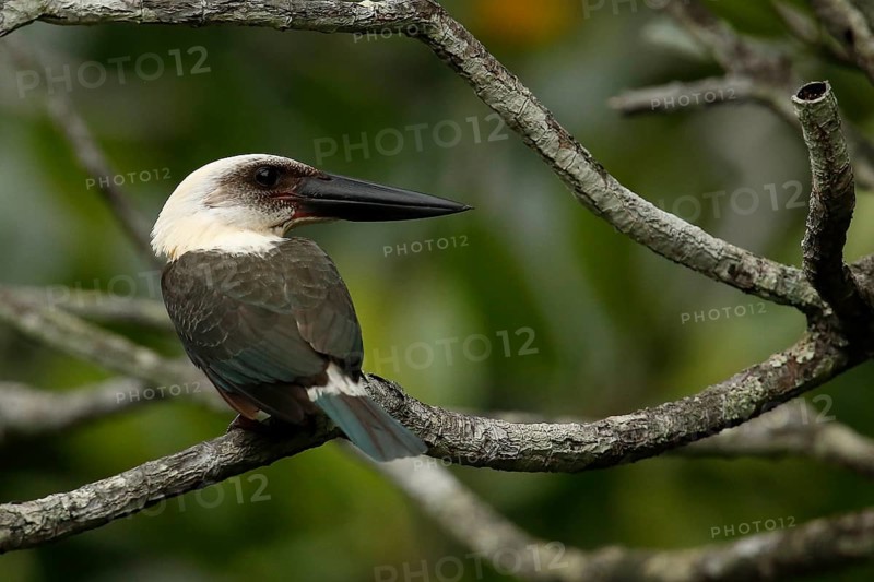Great-billed Kingfisher (Pelargopsis melanorhyncha) perched on a branch, North Sulawesi, Indonesia, Asia
