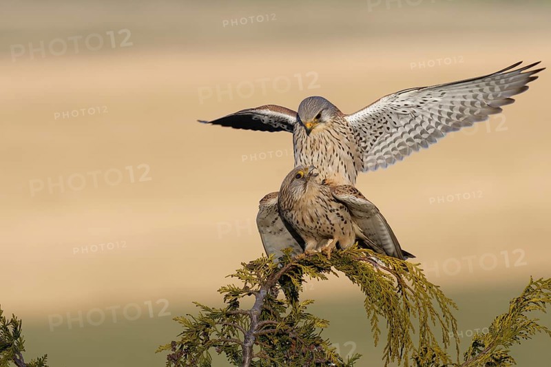 Common Kestrel (Falco tinnunculus) pair mating, Saxony, Germany, Europe