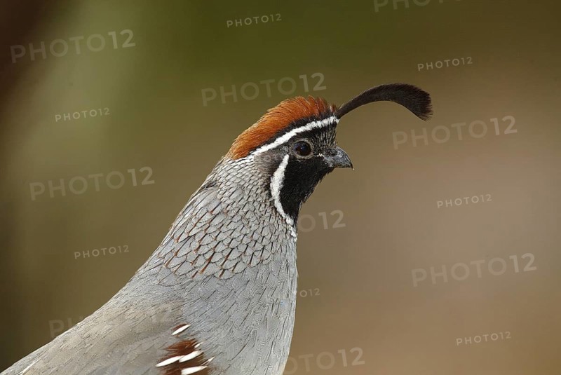 Gambel's Quail (Callipepla gambelii) male, Arizona, USA, North America