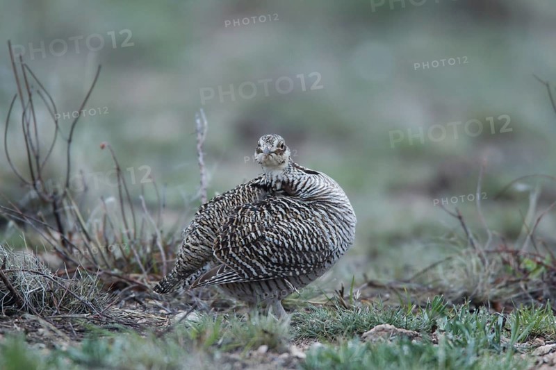 Lesser Prairie Chicken (Tympanuchus pallidicinctus) female, New Mexico, USA, North America