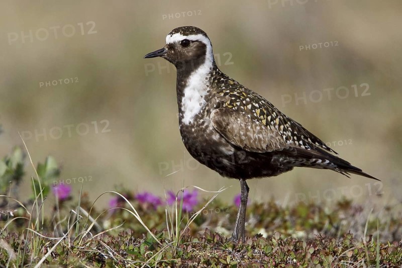 American Golden Plover (Pluvialis dominica) male, Manitoba, Canada, North America