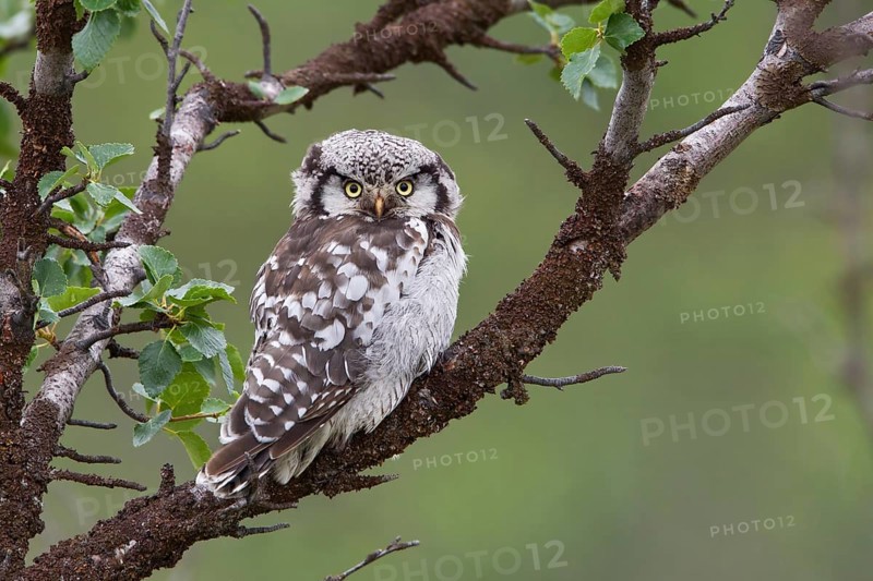 Northern Hawk-Owl (Surnia ulula), Varanger, Norway, Europe