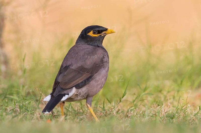 Common Myna - Hirtenmaina - Acridotheres tristis, Oman, Asia