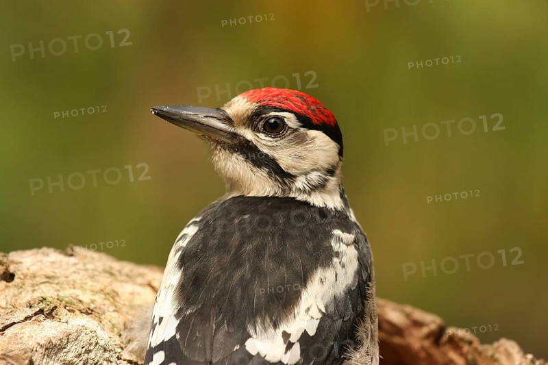 Great Spotted Woodpecker (Dendrocopos major) juvenile, Lower Saxony, Germany, Europe