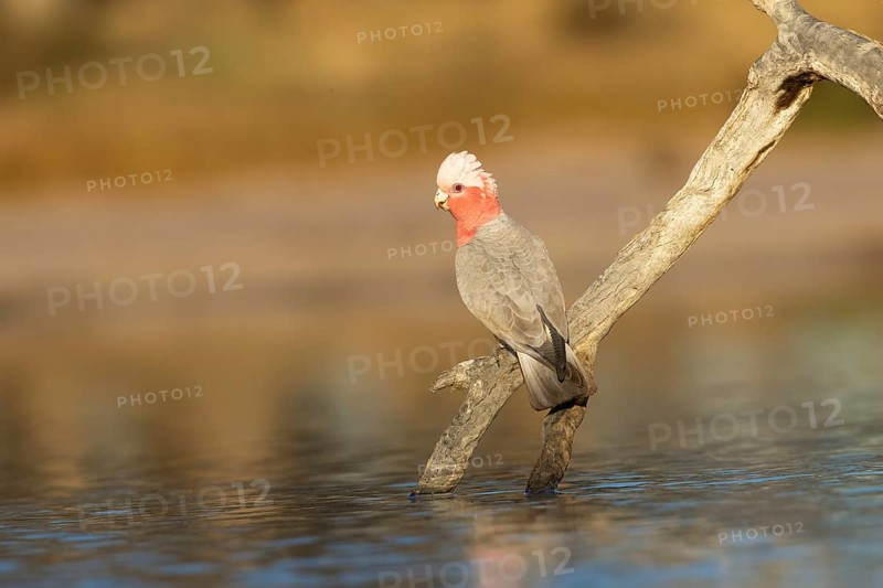 Galah (Eolophus roseicapilla) female at a waterhole, Victoria, Australia, Oceania