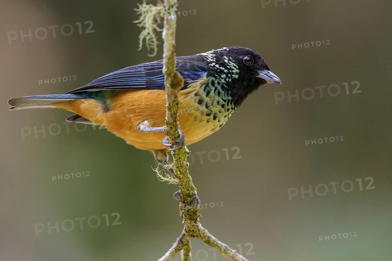 Spangled-cheeked Tanager (Tangara dowii) perched on a branch in Costa Rica