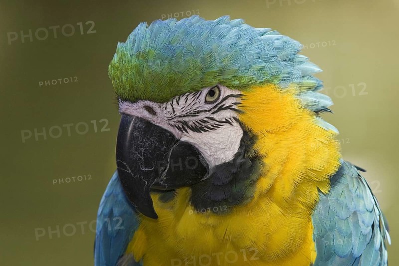 Blue-and-yellow Macaw (Ara ararauna), Arizona, USA, North America