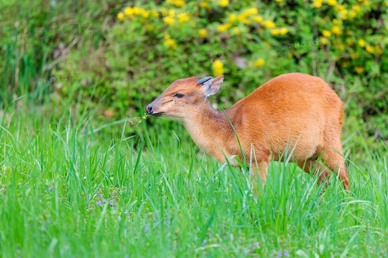 A male Red Forest Duiker (Cephalophus natalensis) stands in a green meadow, eating grass and herbs