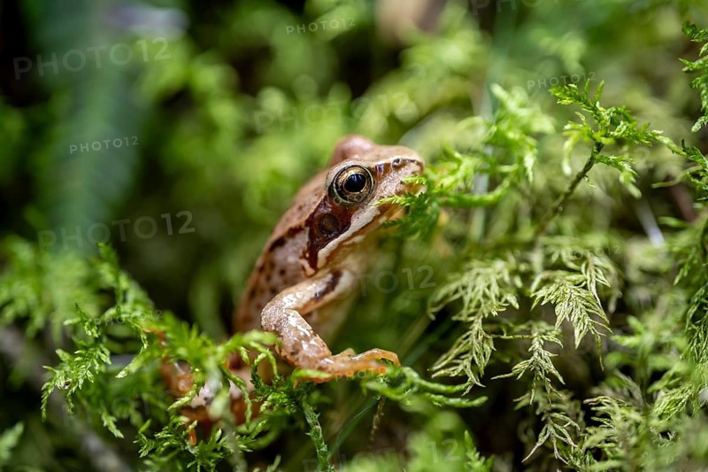Grass frog (Rana temporaria) in moss, close-up, Tyrol, Austria, Europe