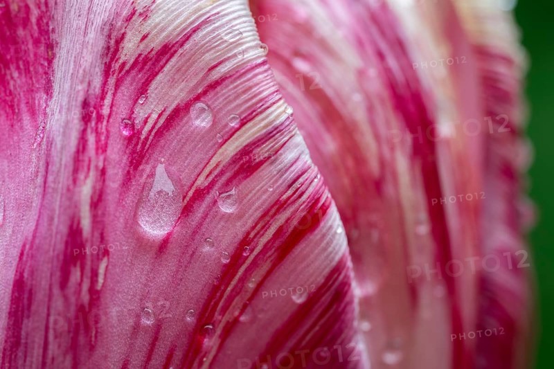 Detail, pink-red-white flower, tulip (Tulipa), pearly water droplets