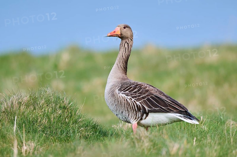 Greylag goose (Anser anser) on a field, wildlife, Helgoland, Germany, Europe