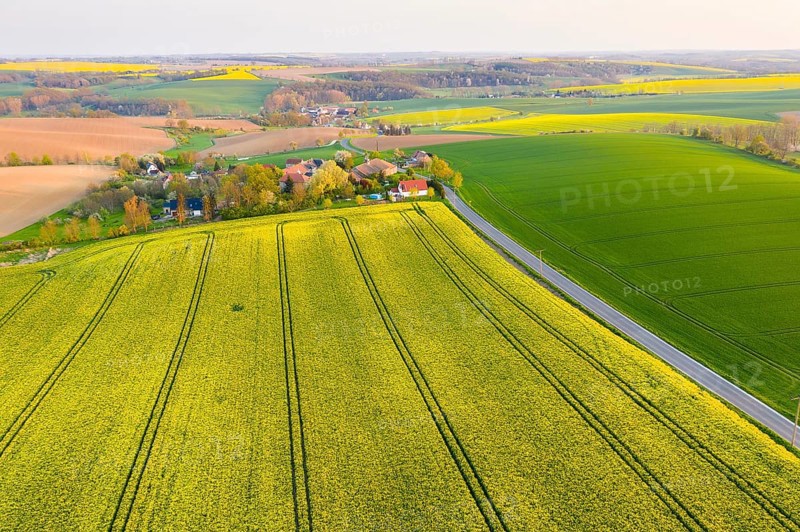 View of Ickowitz and Piskowitz in the Lommatzscher Pflege, aerial view with rape fields in bloom, Lommatzsch, Saxony, Germany, Europe