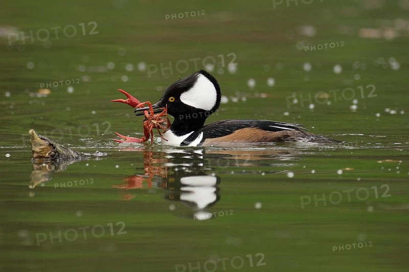 Male Hooded Merganser (Lophodytes cucullatus) with freshwater crawfish