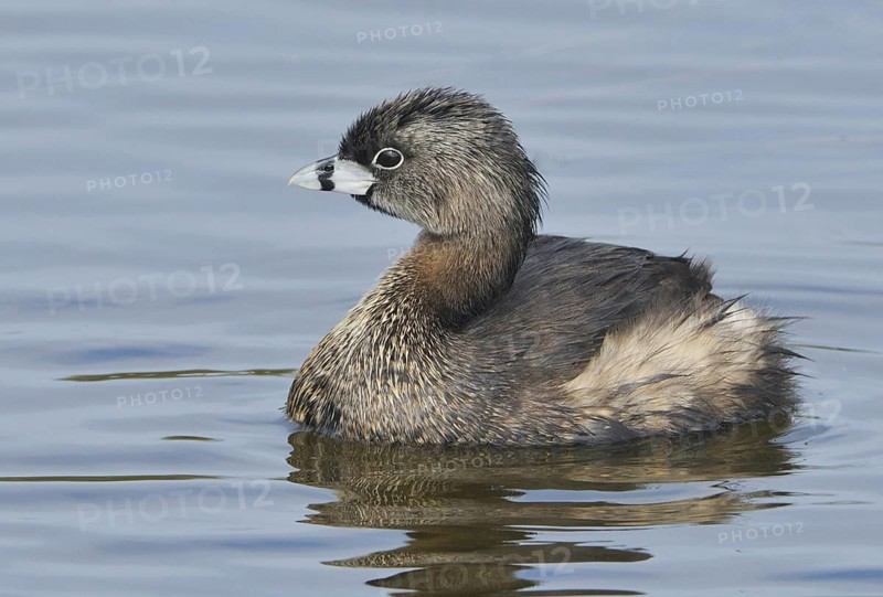 Pied-billed Grebe (Podilymbus podiceps), Texas, USA, North America