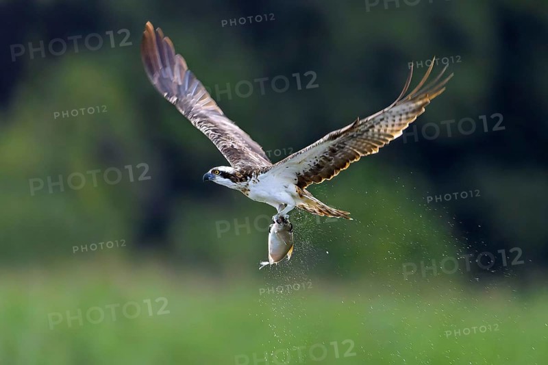 Western osprey (Pandion haliaetus) catching fish in its talons from water surface of lake in summer