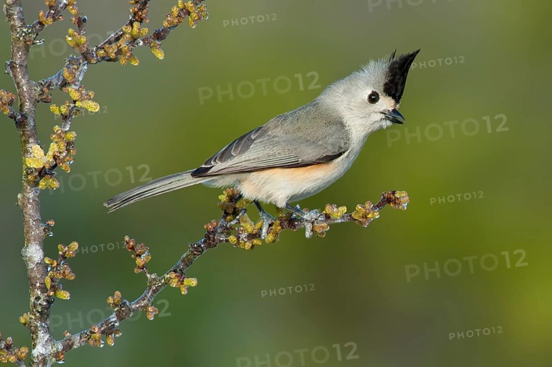 Black-crested Titmouse (Baeolophus atricristatus), Texas, USA, North America