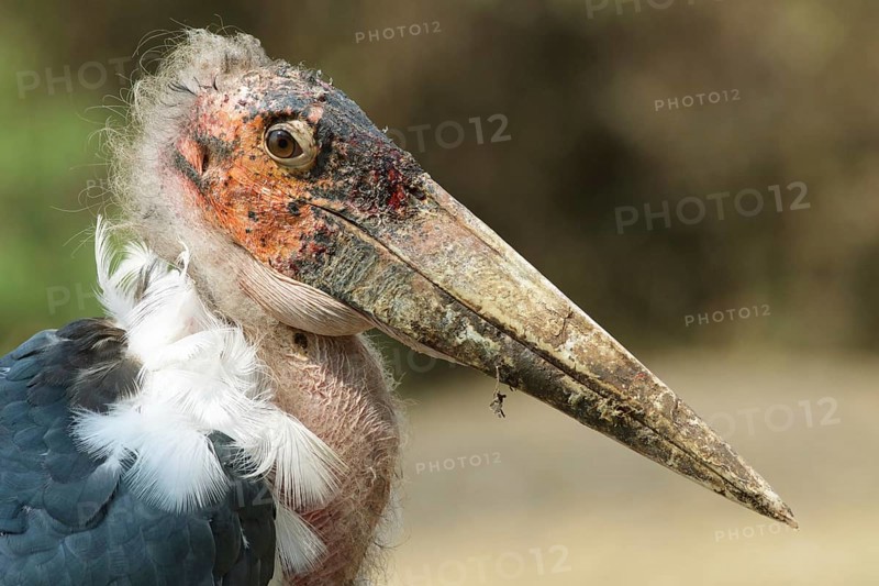 Marabou Stork (Leptoptilos crumenifer), Uganda, Africa