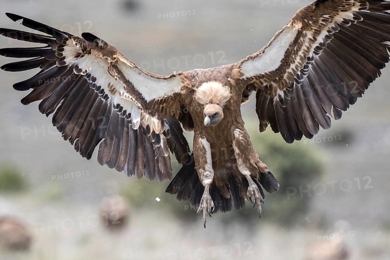 Griffon Vulture (Gyps fulvus) landing, Castile and Leon, Spain, Europe