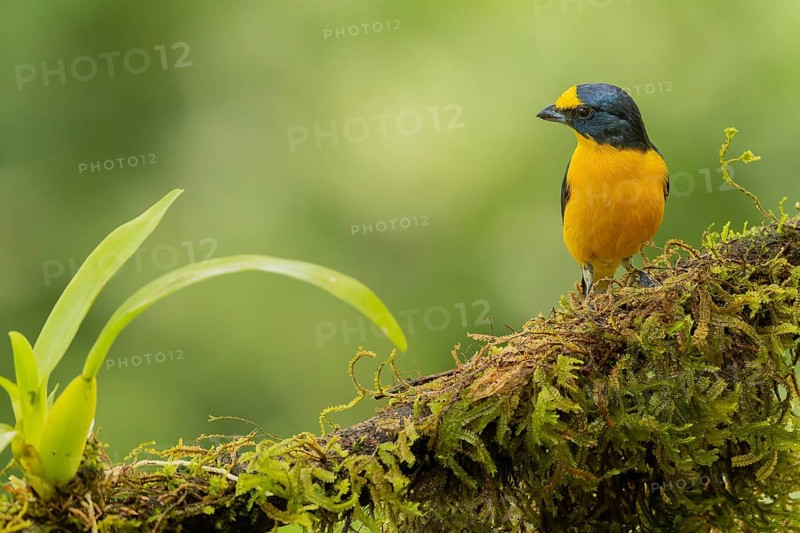 Schwalbenorganist, Yellow-throated euphonia, Euphonia hirundinacea