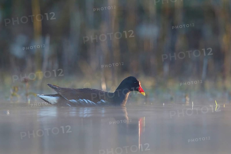 Common Moorhen (Gallinula chloropus), North Rhine-Westphalia, Germany, Europe