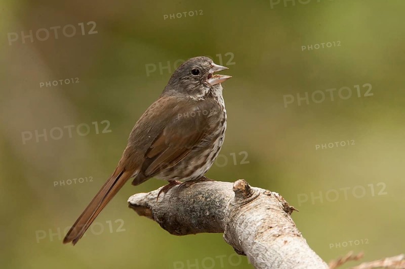 Thick-billed Fox Sparrow (Passerella megarhyncha) male singing, California, USA, North America