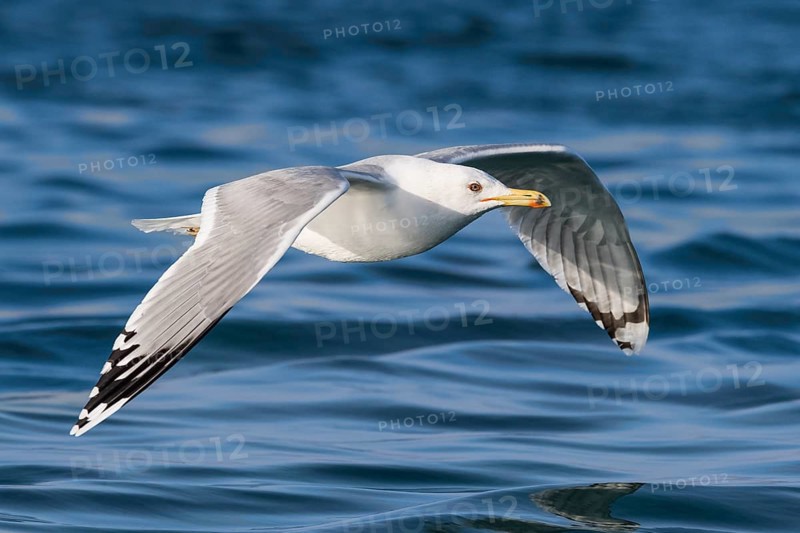Caspian Gull (Larus cachinnans) flying, Eilat, Israel, Asia