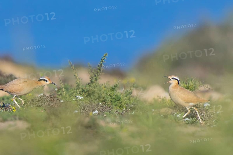 Cream-colored Courser (Cursorius cursor) perched on the ground, Fuerteventura, Spain, Europe