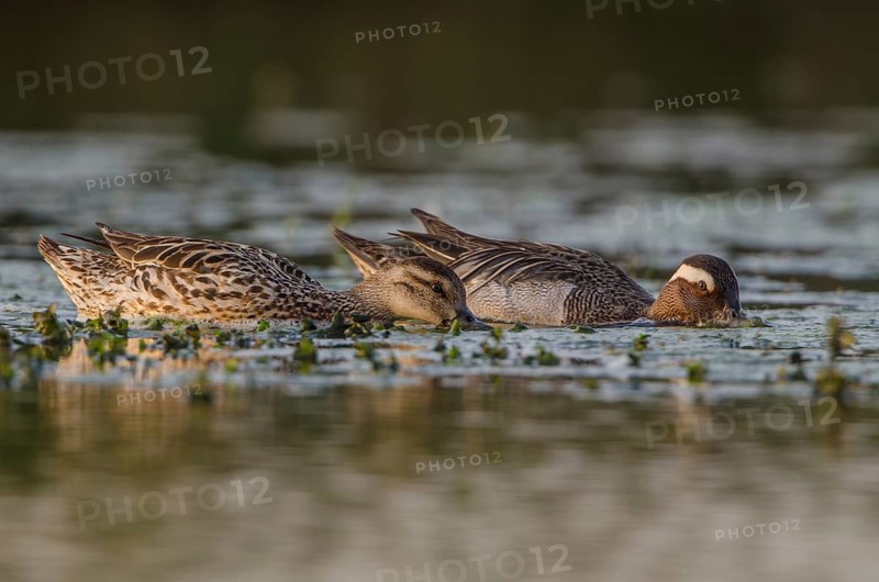 Garganey (Spatula querquedula), Schleswig-Holstein, Germany, Europe