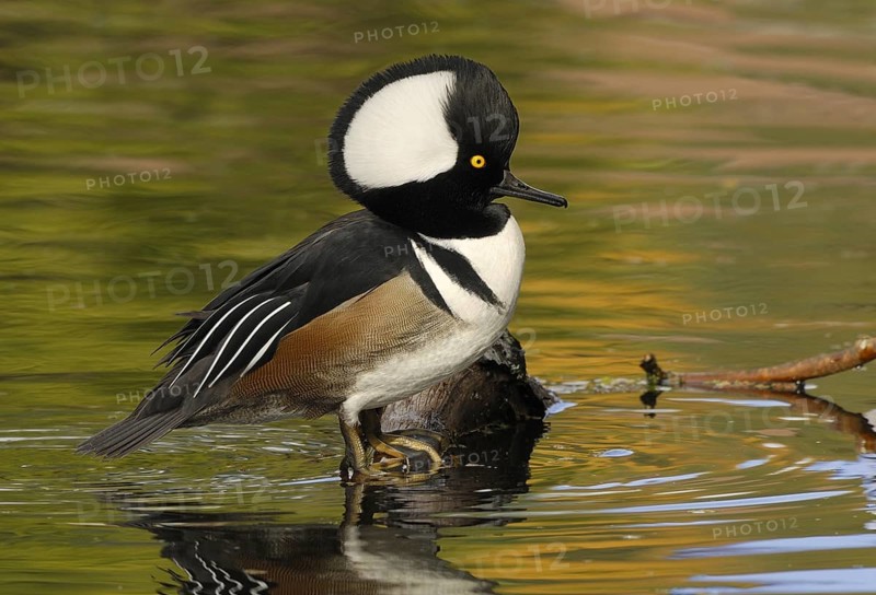 Hooded Merganser (Lophodytes cucullatus) male, British Columbia, Canada, North America