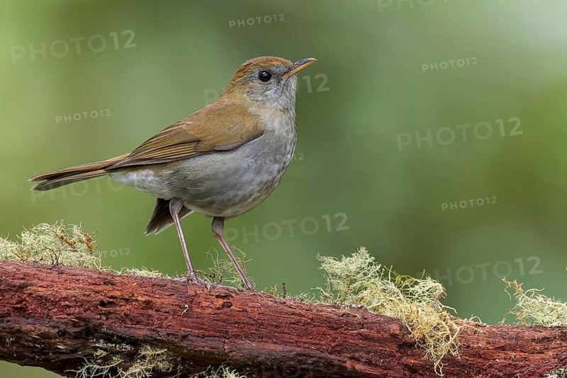 Ruddy-capped nightengale-Thrush (Catharus frantzii) perched on a branch in Panama
