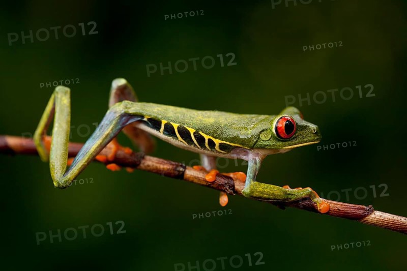 Red-eyed tree frog, Agalychnis callidryas