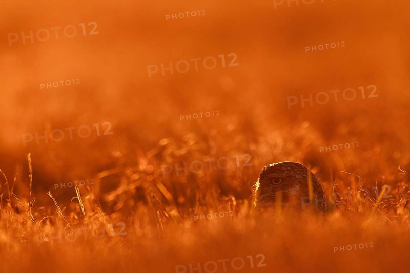 Burrowing Owl (Athene cunicularia), Florida, USA, North America