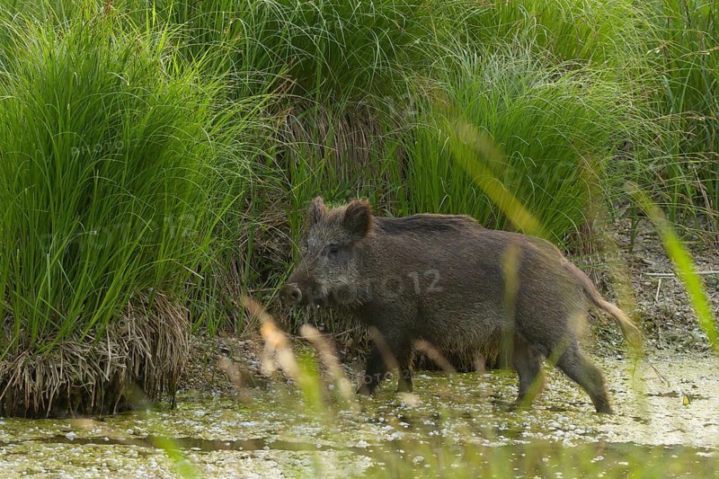 Wild boar (Sus scrofa), water, reeds, Lower Austria