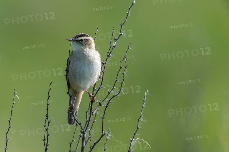 Reed Warbler (Acrocephalus schoenobaerus), Lower Saxony, Germany, Europe