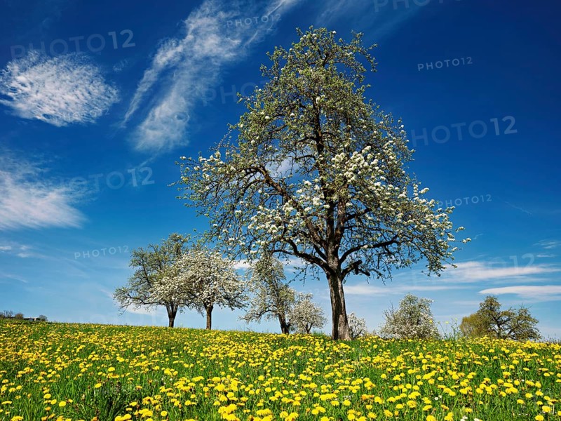 Field of flowering dandelions and pear trees (Pyrus communis), Beinwil, Freiamt, Canton Aargau, Switzerland, Europe