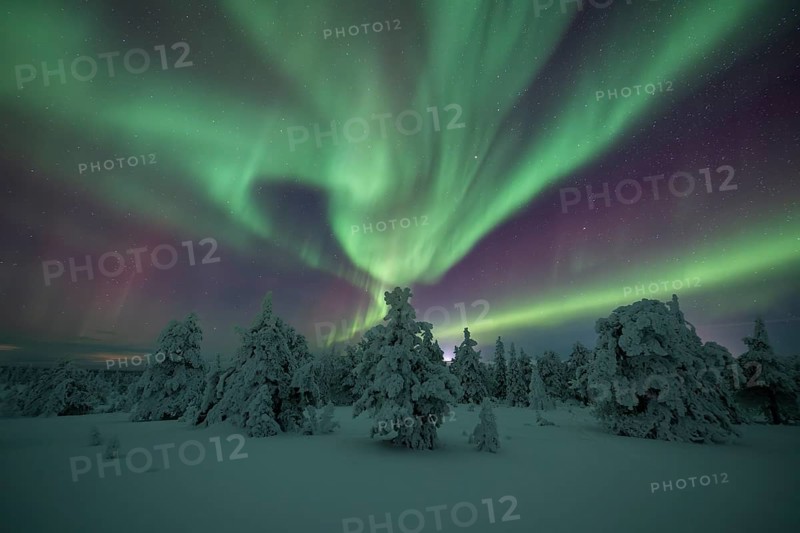 Northern lights over winter landscape, snow-covered trees, Riisitunturi National Park, Posio, Lapland, Finland, Europe