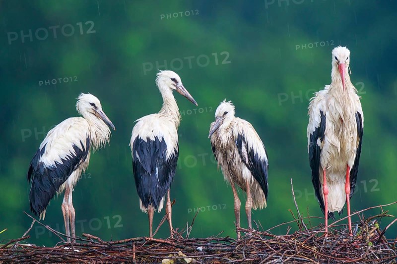 White Stork (Ciconia ciconia) with juveniles in nest after a heavy rain shower, North Rhine-Westphalia, Germany, Europe