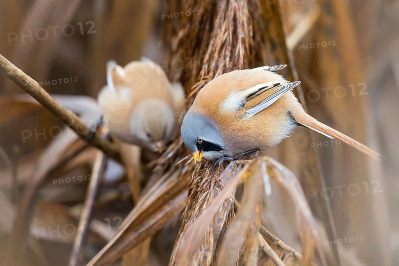 Bearded Reedling (Panurus biarmicus) pair perched on reeds, Baden-Wuerttemberg, Germany, Europe