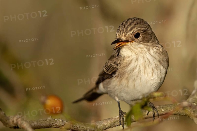 Spotted Flycatcher (Muscicapa striata) perched on a branch, Smaland, Sweden, Europe