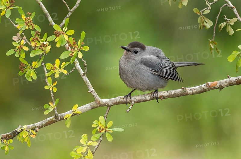 Grey Catbird (Dumetella carolinensis) perched on a branch, Texas, USA, North America