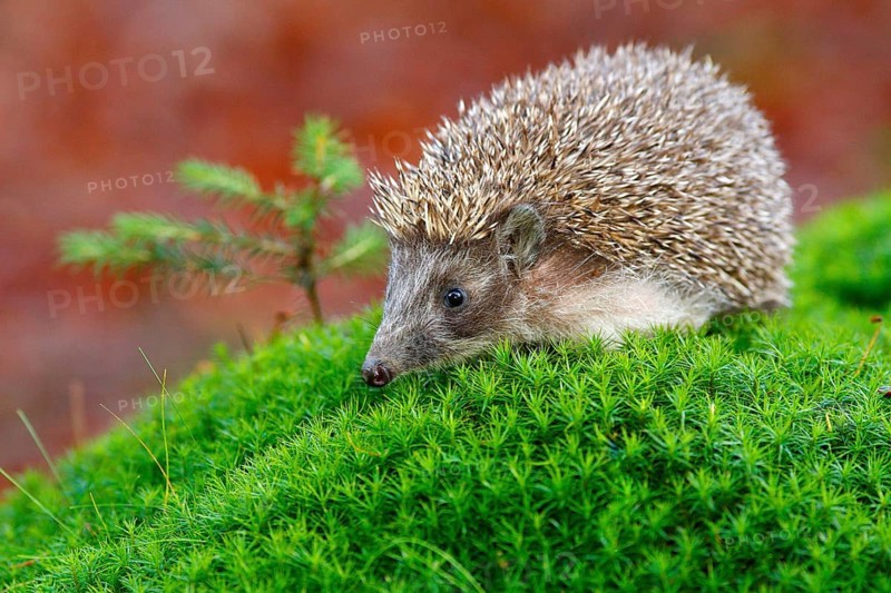 Hedgehog in green moss with orange background during autumn. Wildlife scene from nature. Funny image from forest. West European sitting on green moss hillock in march wood