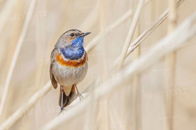 Blaukehlchen, Luscinia svecica Bluethroat, Luscinia svecica