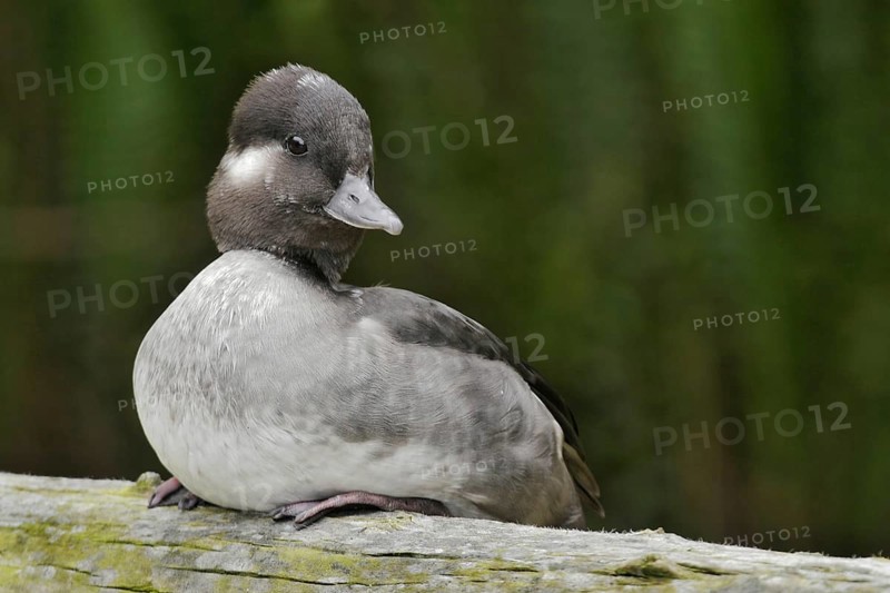 Bufflehead (Bucephala albeola) female, California, USA, North America